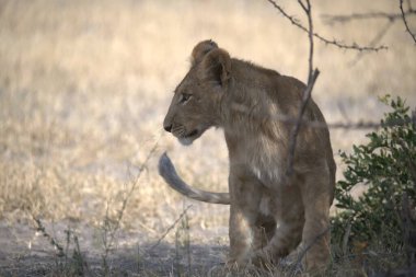 Kenya savanındaki aslan