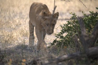 Genç aslan (panthera leo )