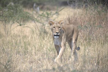 Kruger 'ın güzel vahşi yaşamı