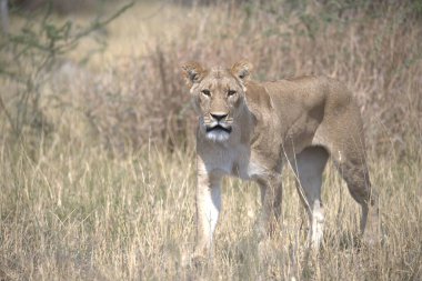 Dişi aslan çim yürüyüş