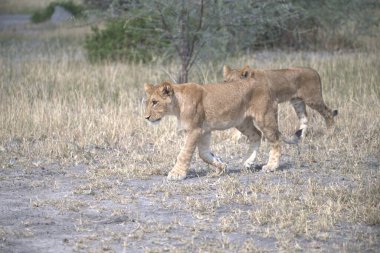 Vahşi doğada dişi aslan.