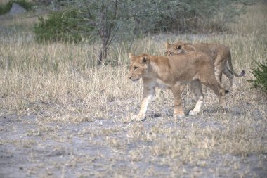 young lions in the wild savannah