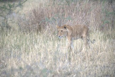 lion walking in the kruger national park, south africa