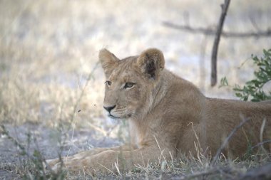 Aslan yavrusu çimlerde