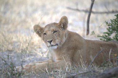 Aslan yavrusu çimlerde