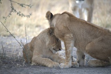 Aslanlar etkin Ulusal Parkı