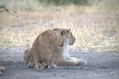 Bir aslan yavrusu savanada annesiyle oynuyor.