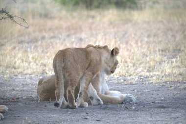 Botswana 'daki Chobe Ulusal Parkı' nda yerde yatan bir aslan yavrusu..
