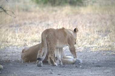 Aslan yavrusu ve anne çim