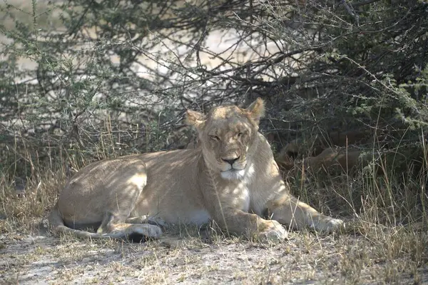 Savannah dişi aslan