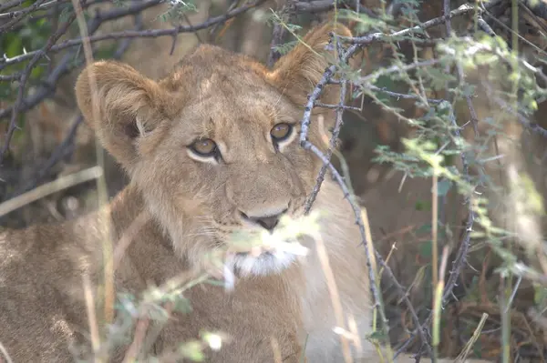 Kenya savanındaki aslan