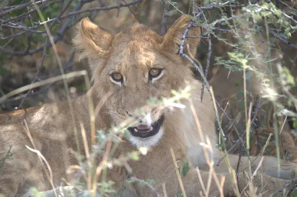 Kenya savanındaki aslan