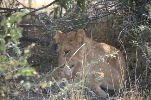 Güney Afrika 'daki Kruger Ulusal Parkı' nda aslan yavrusu.