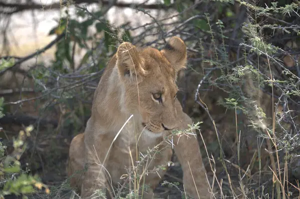 Aslan yavrusu çimenlerde yatıyor.