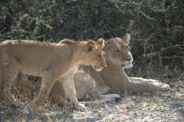 Savanadaki aslan, Zimbabwe