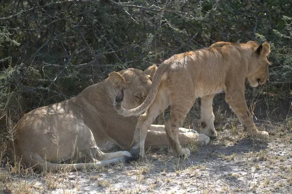 Namibya 'daki Etoşa Milli Parkı' nda bir aslan