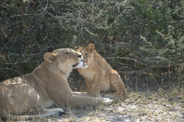 Afrika 'daki Kenya savanındaki aslanlar