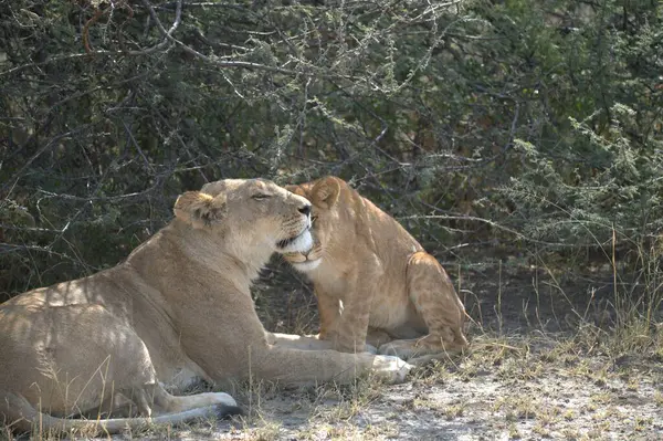 Namibya 'daki Etosha Milli Parkı' nda Aslan
