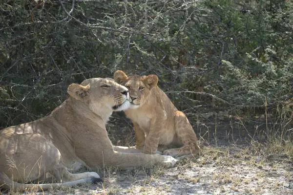 Afrika savanındaki aslanlar