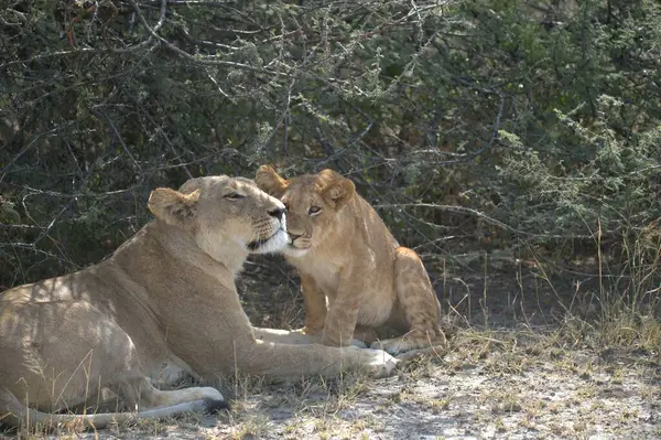 Etoşa Ulusal Parkı, Namibya 'da genç bir dişi aslan.