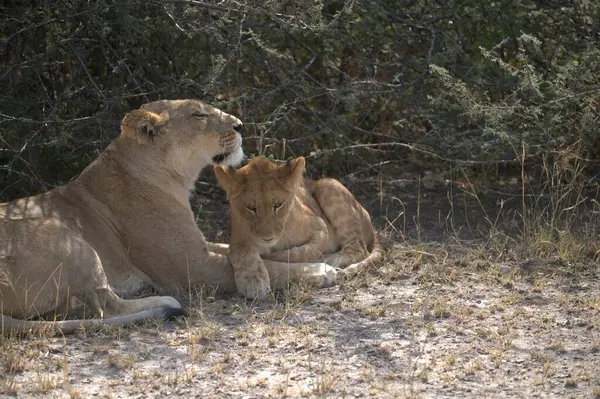 Aslanlar Savannah bir çift