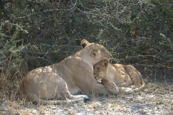 Kenya savanındaki aslanlar