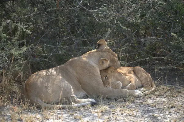 Hayvanat bahçesindeki aslanlar, Kenya