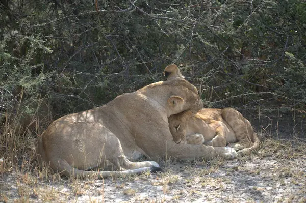 Savannah dişi aslan