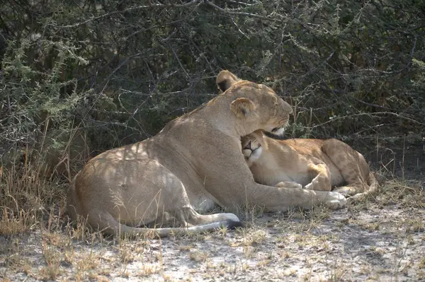 Yerde yatan aslan yavrusu