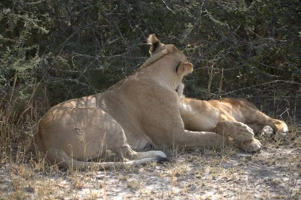 Aslanlar etkin Ulusal Parkı