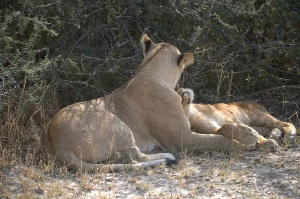 Aslan yavrusu yerde yatıyor.