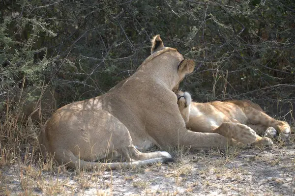 Kuru ağaçta oynayan dişi bir aslan.