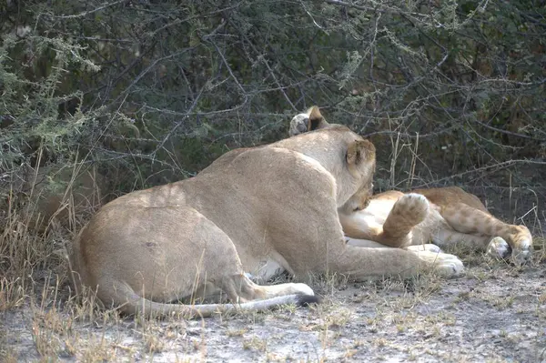 Barselona 'daki hayvanat bahçesinde aslanlar