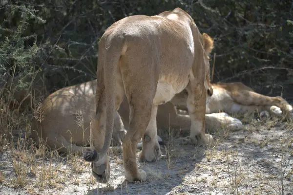 Genç aslanlar savananın kuru çalılarında yürüyorlar.
