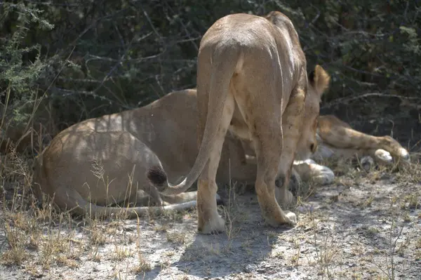 Savanadaki aslan ailesi.