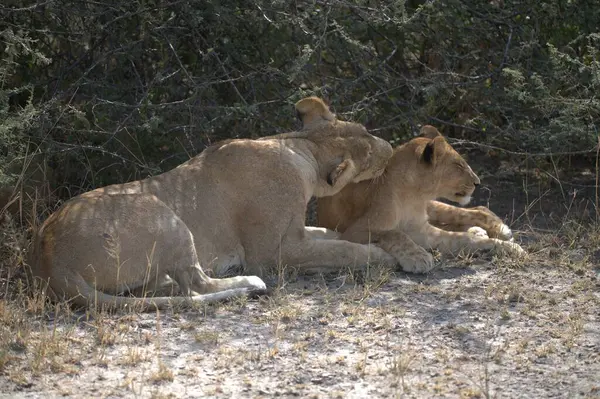 Aslan yavrusu ağaçta dinleniyor.