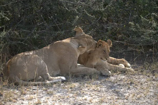 Çim döşeme aslan yavrusu