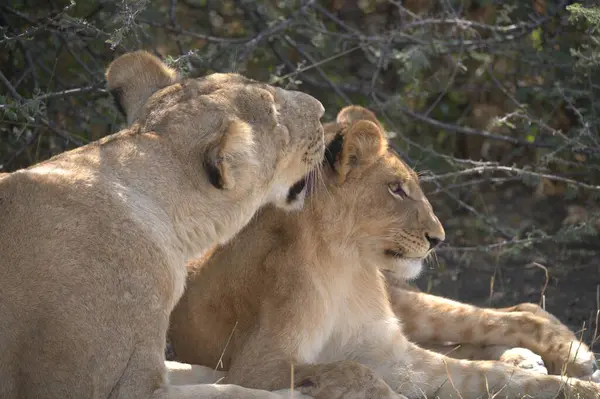 Kenya bozkırında bir aslan yavrusu