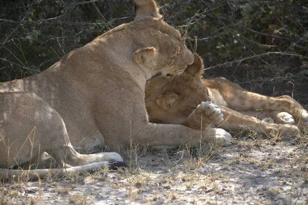 Kenya savanındaki aslanlar