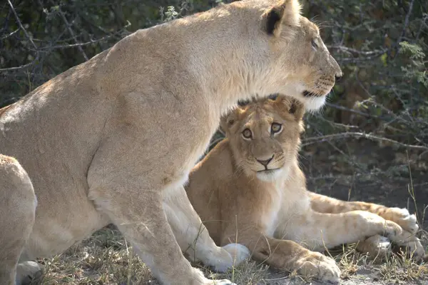 Aslanlar yerde yatıyor.