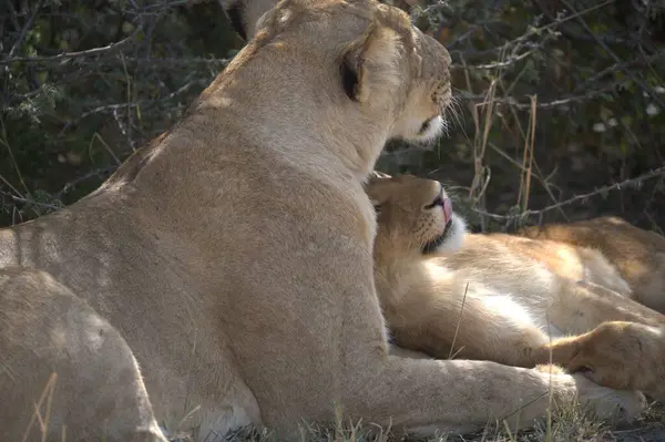 Yerde yatan bir aslan.