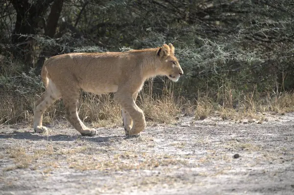 Güney Afrika 'daki Kruger Ulusal Parkı' nda aslan var.