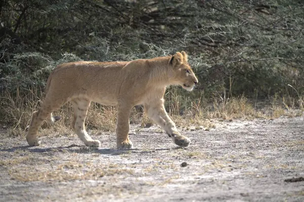 Kruger Park, Güney Afrika 'daki aslan yavrusu.