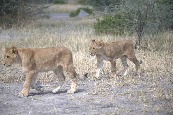 Vahşi doğada dişi aslan.
