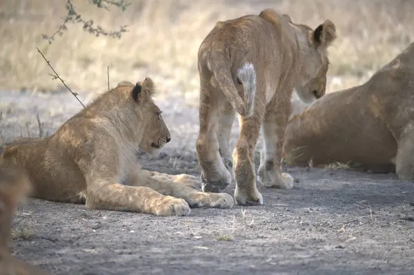 Çim döşeme aslan yavrusu