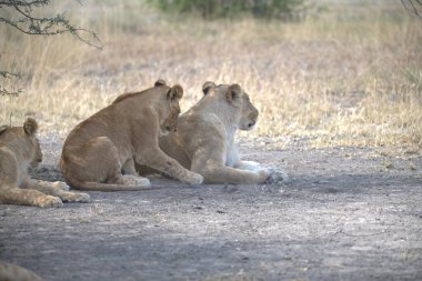 Birlikte oynayan aslan yavruları
