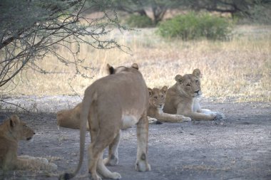 Parktaki dişi aslan.