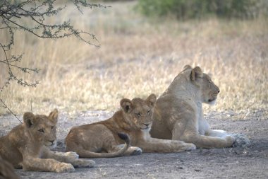 Parktaki Afrika çalılıklarında aslanlar