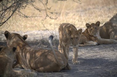 Savannah dişi aslan