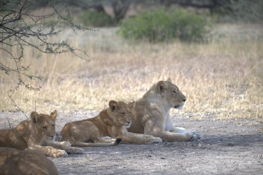 Savanadaki bir grup aslan.